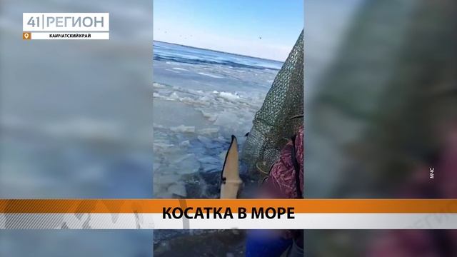 ПОГИБАВШЕЙ КОСАТКЕ УДАЛОСЬ УПЛЫТЬ В ОТКРЫТОЕ МОРЕ НА КАМЧАТКЕ • НОВОСТИ КАМЧАТКИ