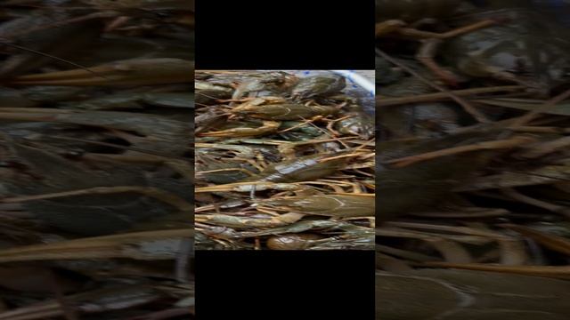 РАКИ Отборные