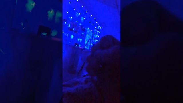 scene_output.mp4