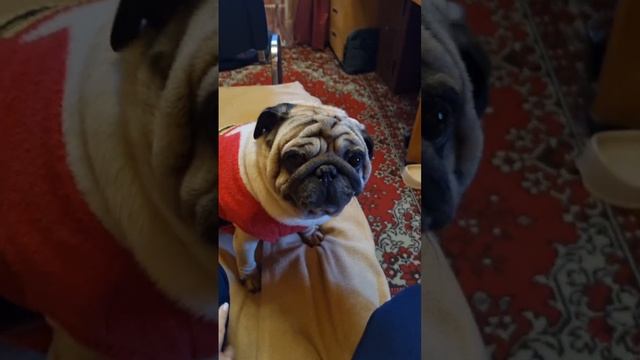 Жорик всегда приходит с прогулки жизнерадостный