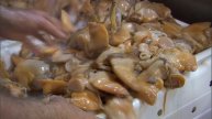 Great American Surfclam