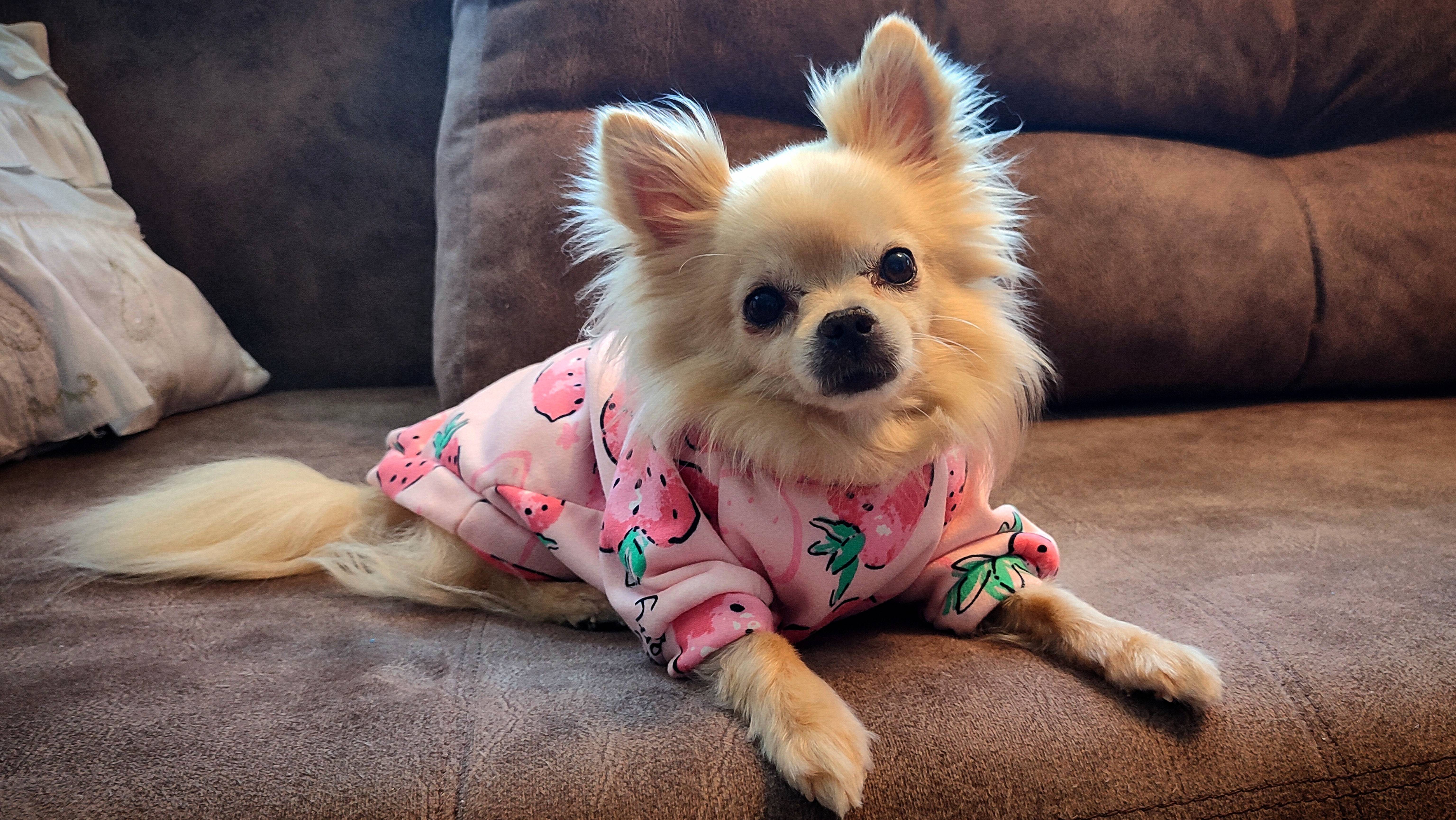 Как живёт чихуахуа Лаврентий и кошки