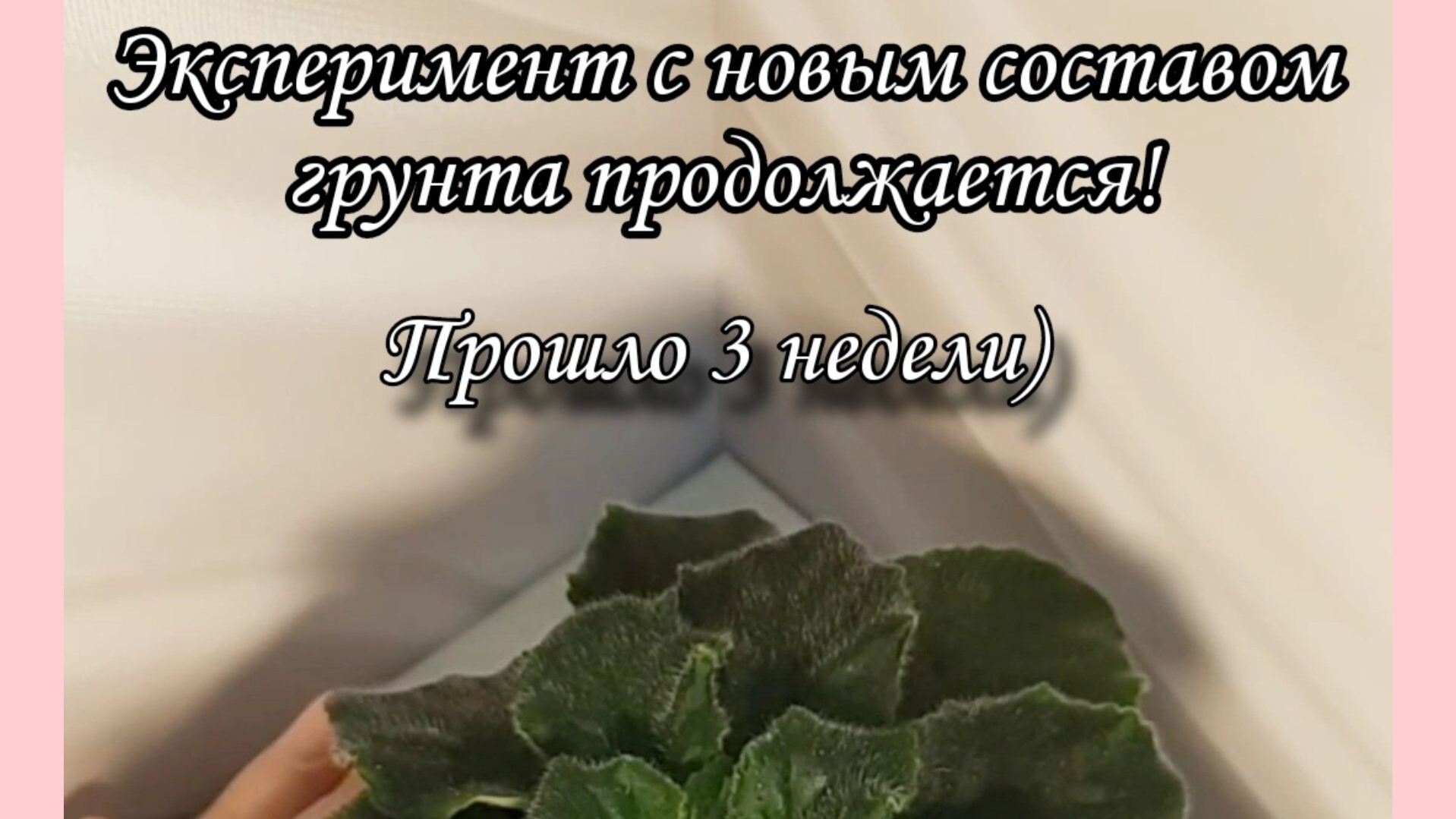 Видео с моего ТГ канала. Показываю как растёт фиалка в новом составе грунта)