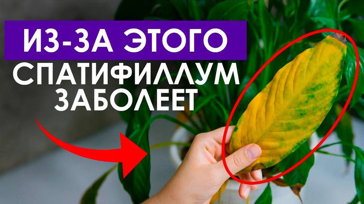 Почему ВЯНЕТ спатифиллум？Все секреты по уходу за спатифиллумом!