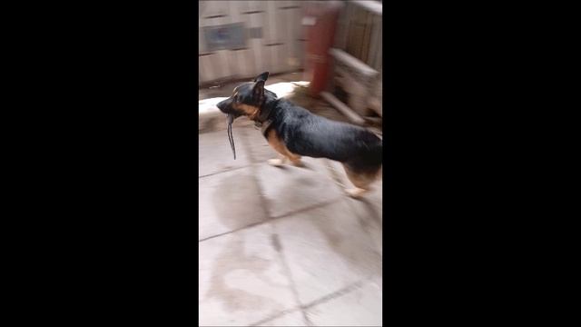 #Пёс #Собака #Овчарка #Братья меньшие #Том,