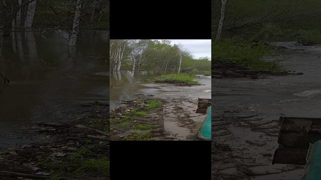 бобр курва, платина