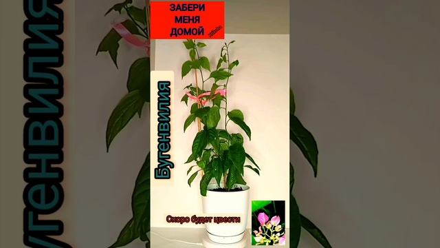 Мои цветы  г.Ставрополь