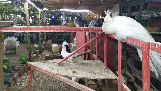 Darbari Restaurant | Karachi
