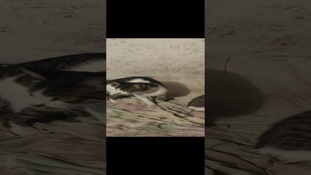 VID_20241114_191955.mp4