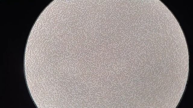Кровь после приёма экстракта пихтового