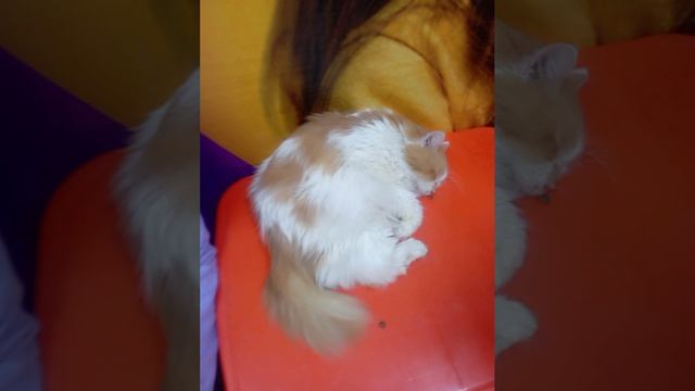 1000015685.mp4