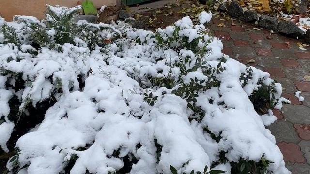 15-11-2024дом в наследство!!! Обрезала гортензию ,розу,убрала листья и ура пошел снег.