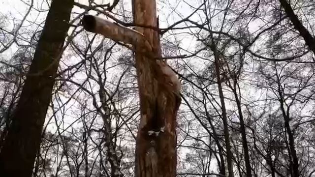 Лесные прогулки 🐿️ ❄️