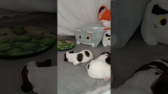 1000021018.mp4