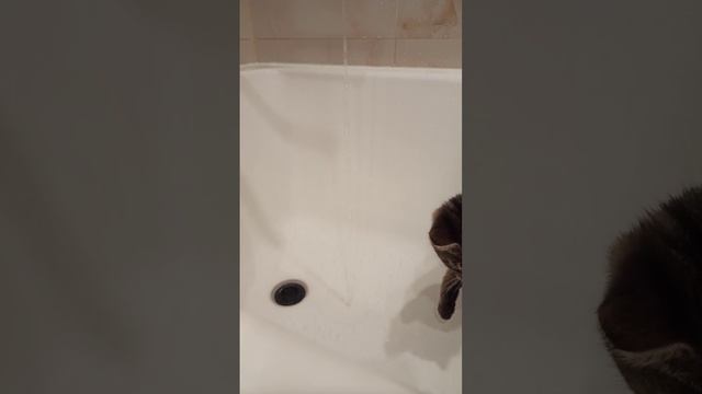 Ася любит воду? #мояводичкамяу#кошка