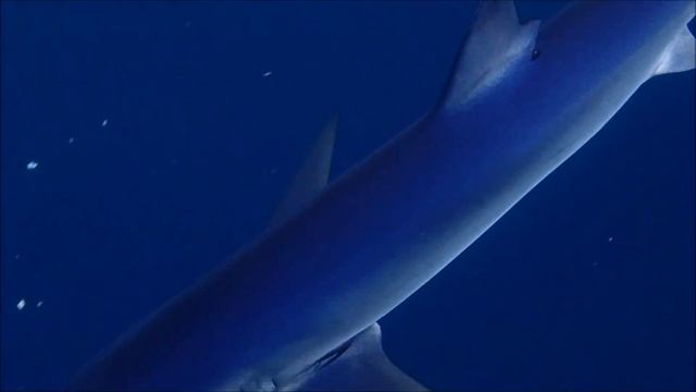 Freediving with Blue Sharks  July 2020  UK