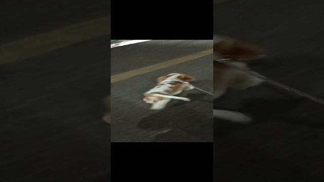 Элвис на перроне перед отправкой