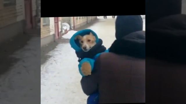 Для хорошего настроения! Сегодня на улице нашего города заметила смешную собачку 😄