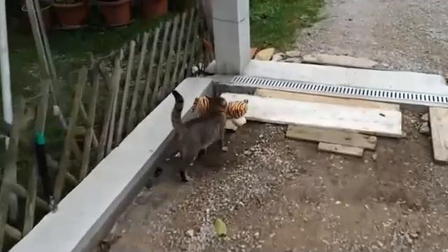 Кот несёт соседям игрушечного тигрёнка