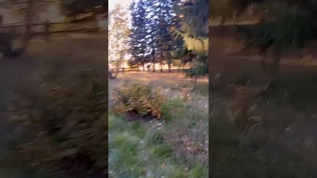 Лес , дающий силу и хорошее настроение//Подпишитесь//