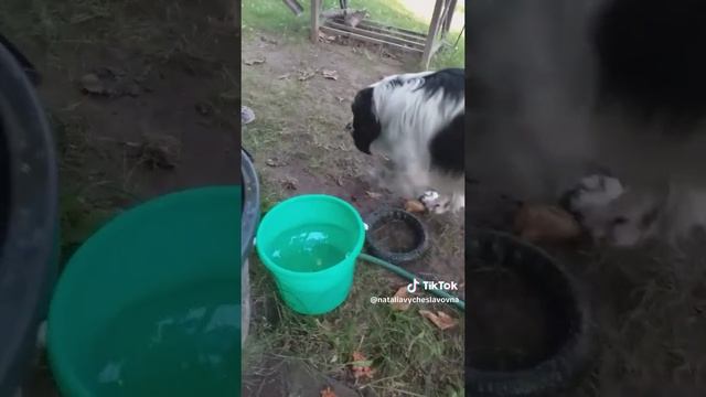 Обед на природе...)))