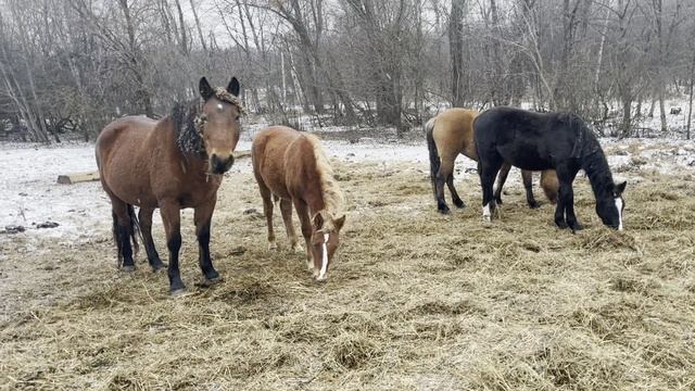 Башкирские лошади