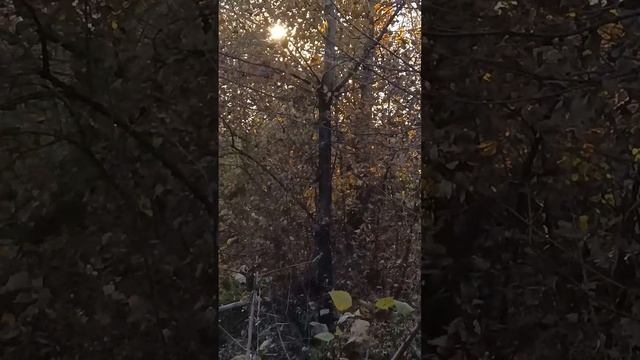 1007099335.mp4