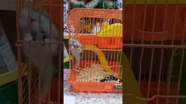Своооо - бооооо - дууу. Свобо - дууу. Волки позорные!!! 🤣🤣🤣😆😆😆👍👍👍