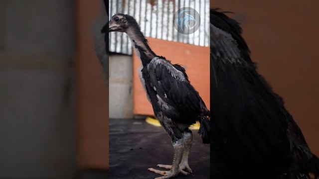 Charming 1-Month-Old Black OShamo Chick! 🖤🐣 #OShamo #ShamoChick #BabyBirds #PoultryLove