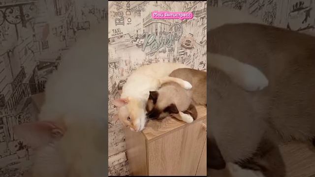 #shorts любовь. про котов и кошек.Смешные видео.