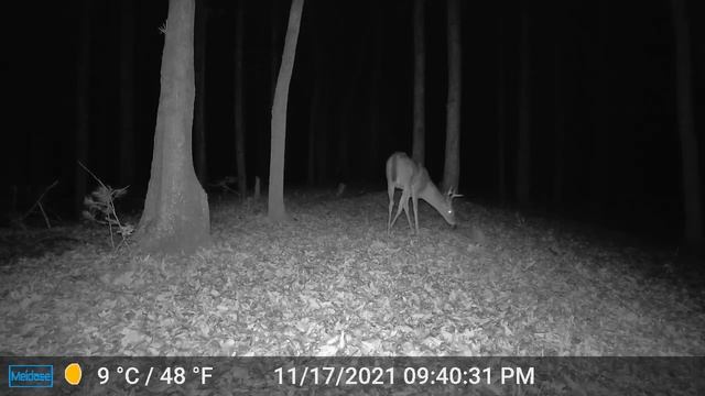 Deer Scared by Rabbit!