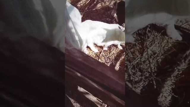 Секрет счастья ❤
