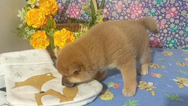 рыжий мальчик 15.11