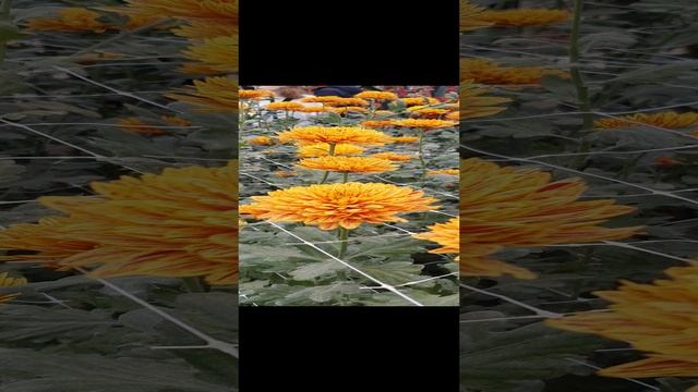 Бал хризантем, часть 4