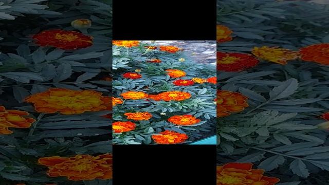 Бархатцы французские Огненный шар.