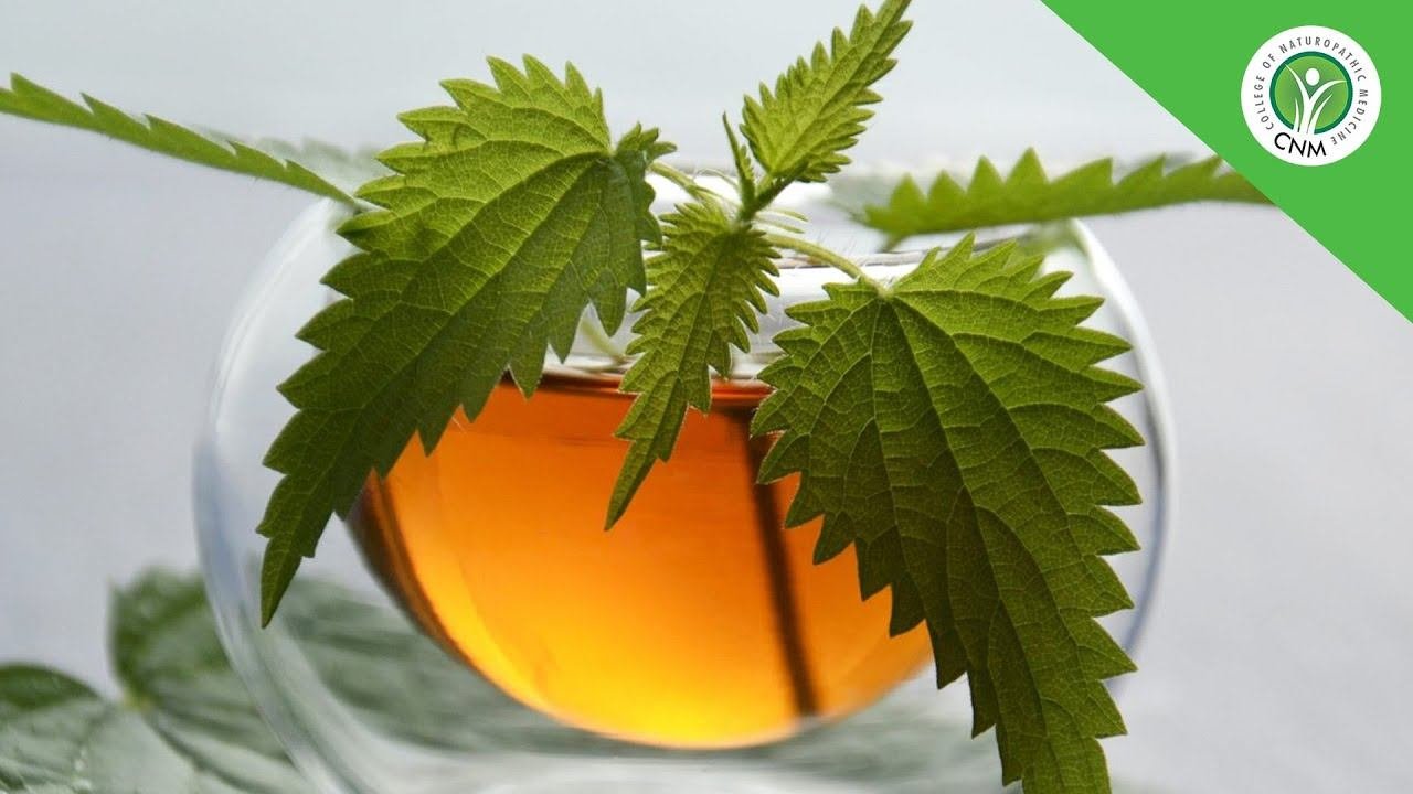 What You Learn In CNM's Herbs For Everyday Living Course