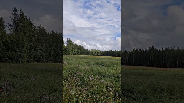 Период Летного Солнцестояния Продолжается. Перейти Нескошенное Поле. После Дождя