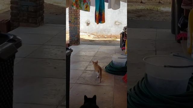 Тот самый бро, который всегда всё портит