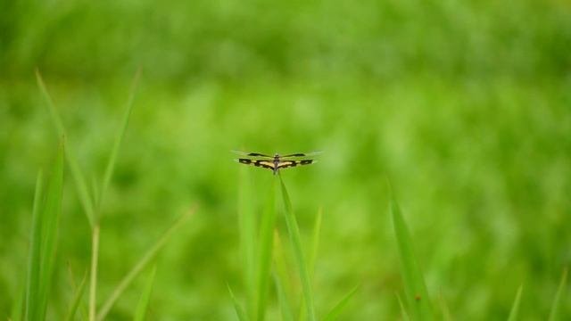 Wildlife Test ZVE10+Tamron
