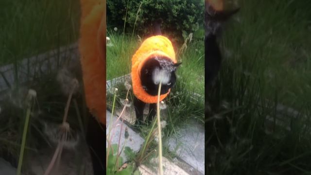 Играю со своей киской на улице