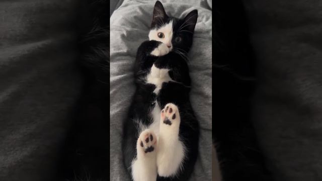 Jokes with cats.@Catscats597#respect#shorts#catvideo#jokes#cats#shortsvideo