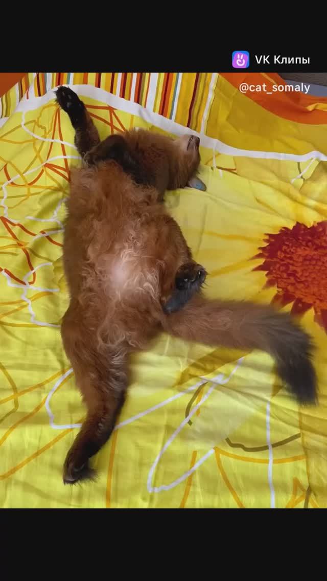 Котики Сомали #смешныеживотные #коты #кошки #смешныекоты #приколыскотами #смешныевидео #котики