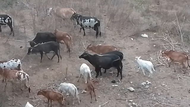 Гоа, Арамболь. Стадо коров  гуляет по полю.