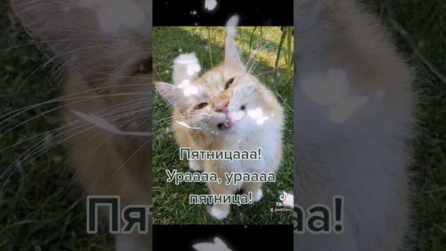 Ураааа, пятницааа! 
1000085200.mp4