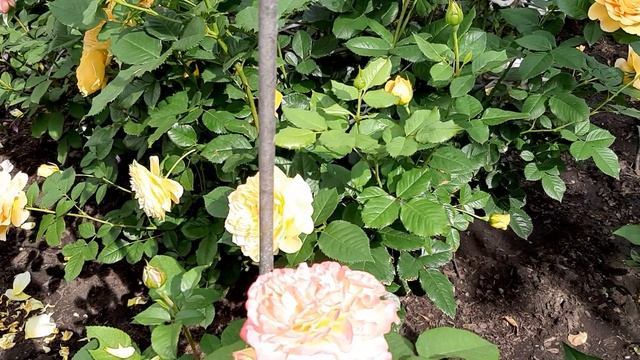 20240717_102424.mp4
