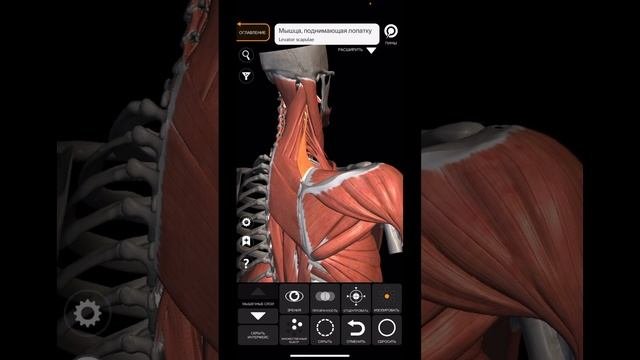 ШПАРГАЛКА. МИОЛОГИЯ. Поверхностные мышцы спины. ☠️ #anatomy