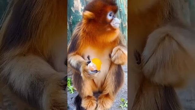 Золотистая Курносая  обезьянка
