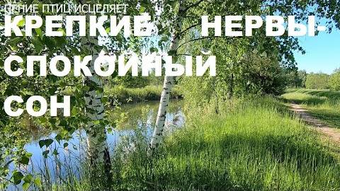 СОЛОВЕЙ. ПЕСНИ ГАРМОНИИ,СОЗДАННЫЕ ПТИЦАМИ ОЗДОРАВЛИВАЮТ НЕРВНУЮ СИСТЕМУ,СОЗДАЮТ ДУШЕВНЫЙ ПОКОЙ.