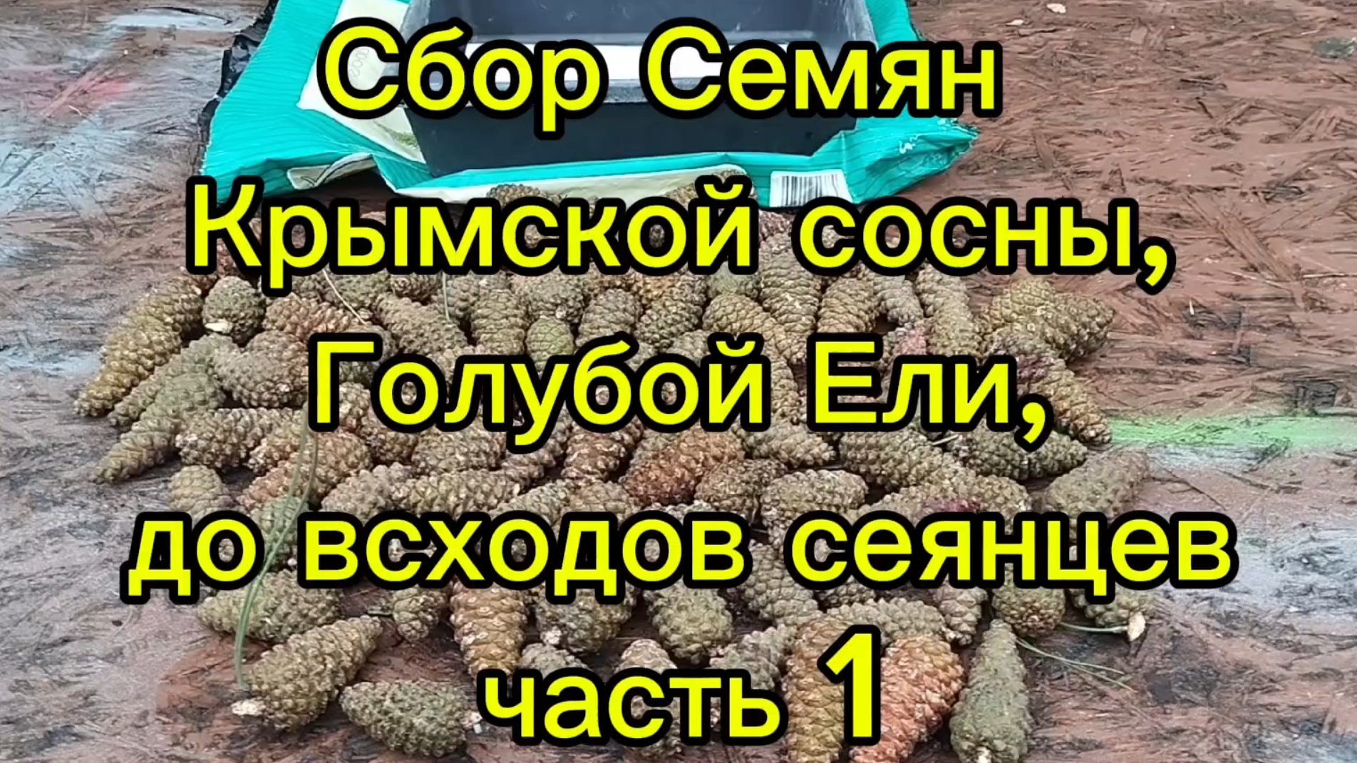 🌲Сбор семян Крымской Сосны,Голубой Ели до сеянцев результат 💯 % Часть1🌲