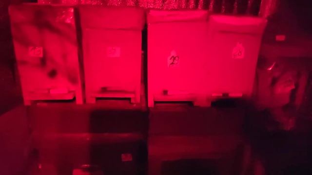 Занес в племенной зимовник отборные пчелосемьи для следующего сезона.